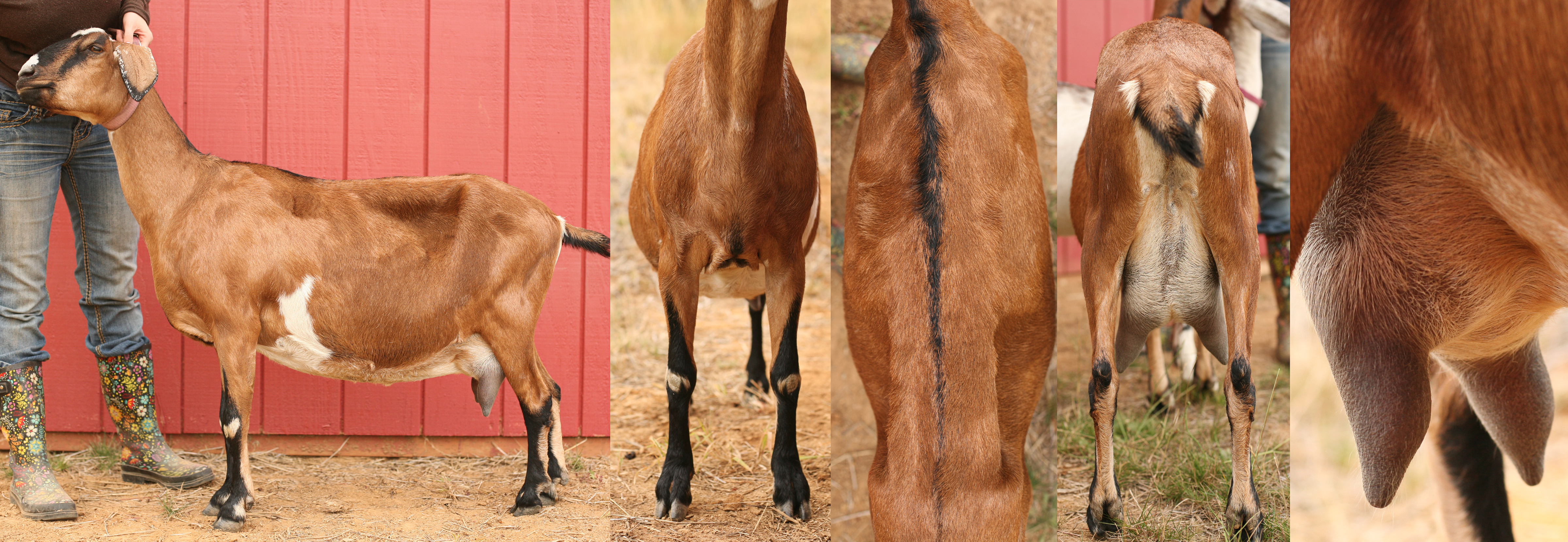 bebe-end-of-summer-2016-empty-udder