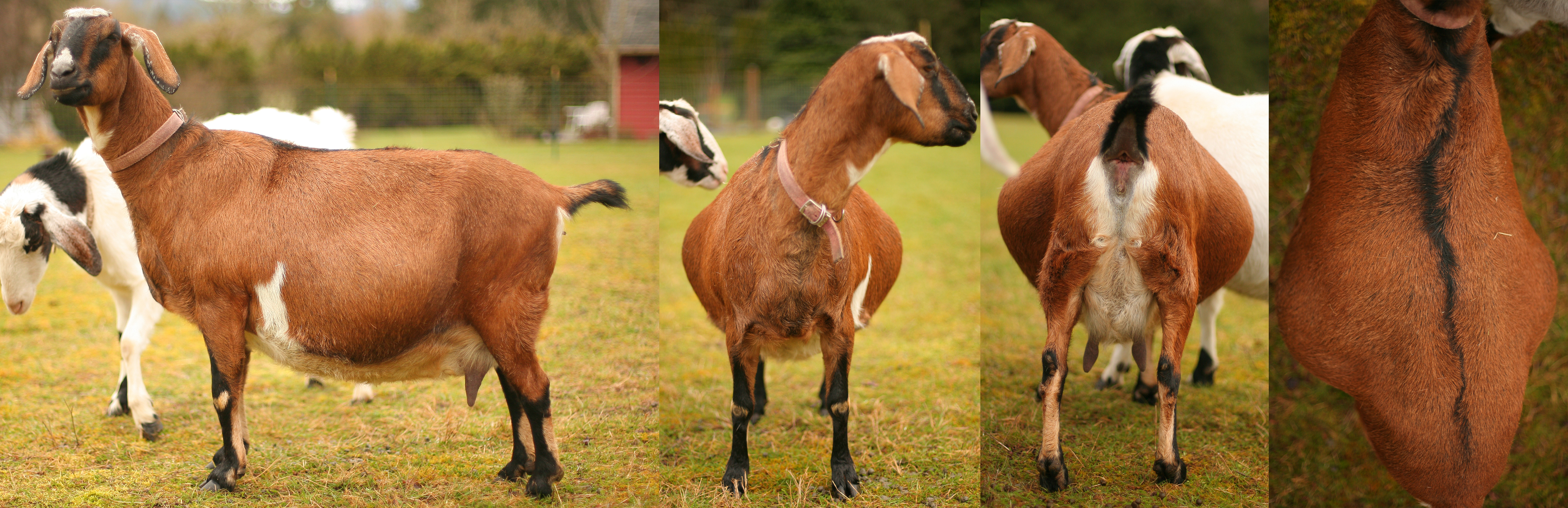 Bebe march 2017, starting to udder up