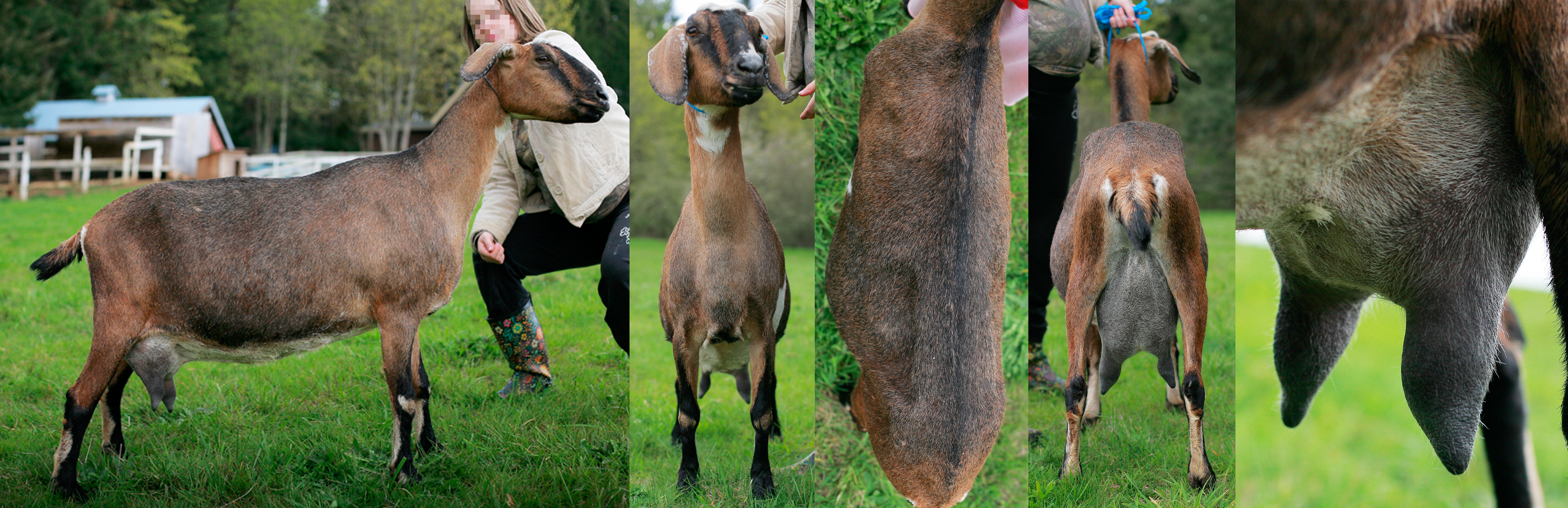 Bebe Spring 2016, empty udder