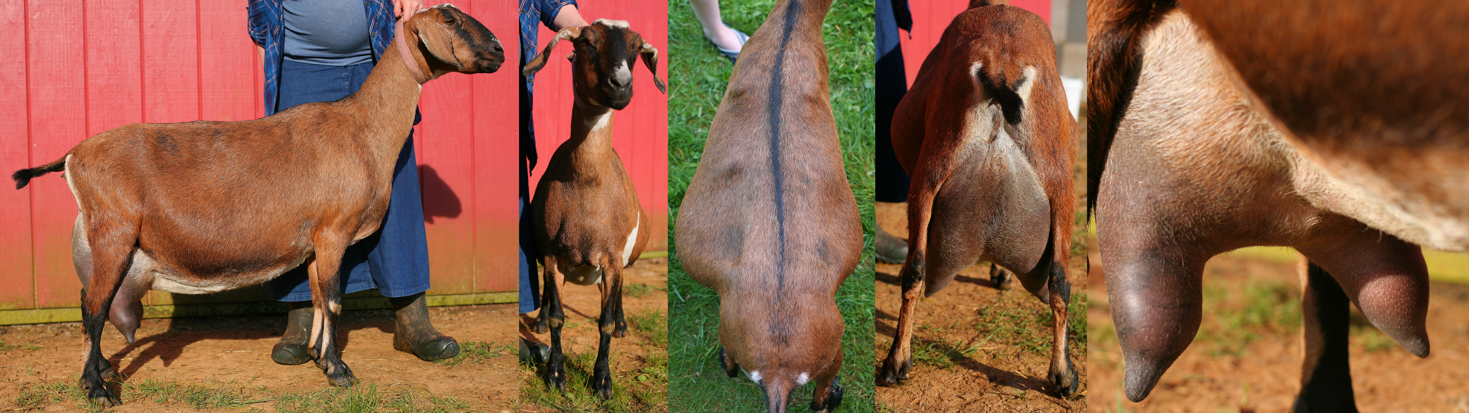 Bebe Spring 2017, full morning udder