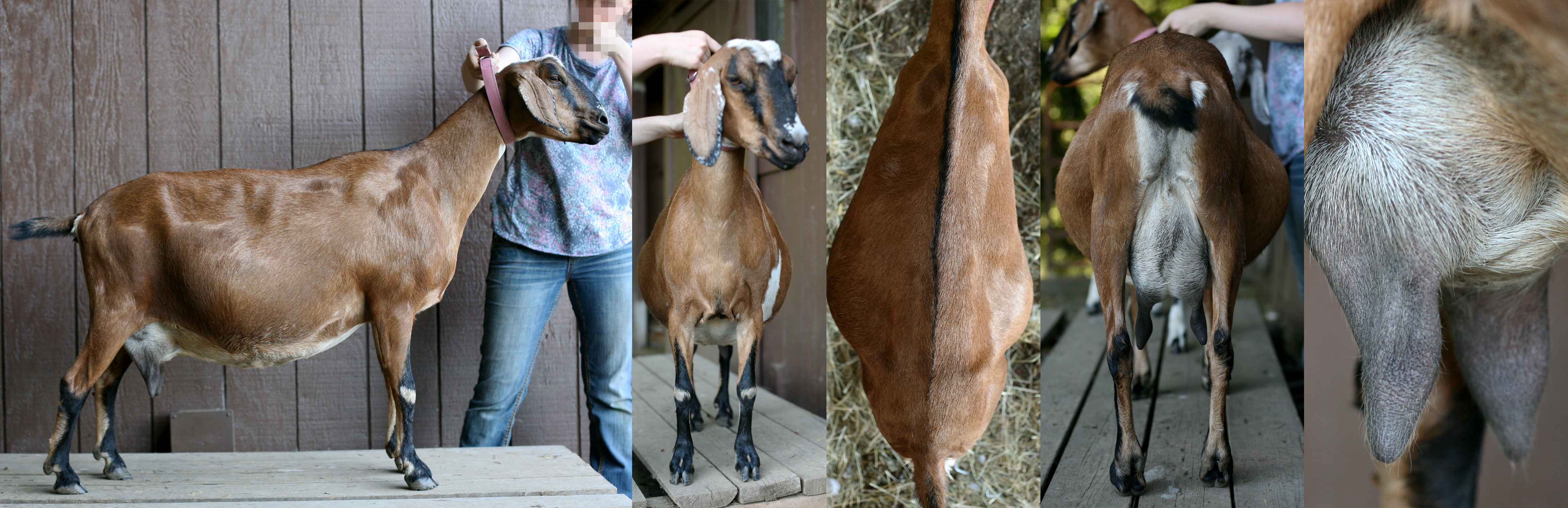 Bebe Summer 2016, empty udder 2