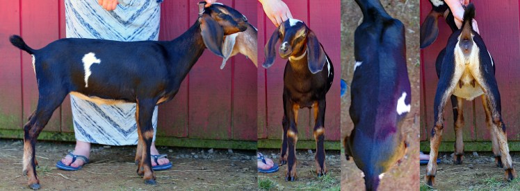 Broadway Baby Spring 2017, 2 months old