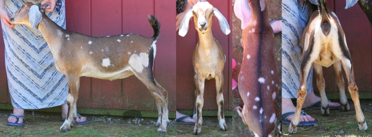 Broadway Blondie Spring 2017, 2 months old