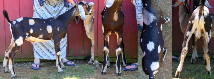 Broadway Sensation Spring 2017, 2 months old