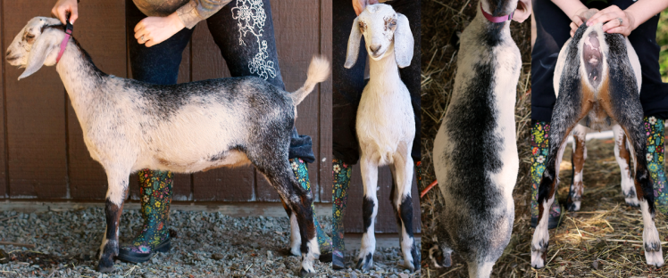 Star Spring 2016, 2.5 months old post