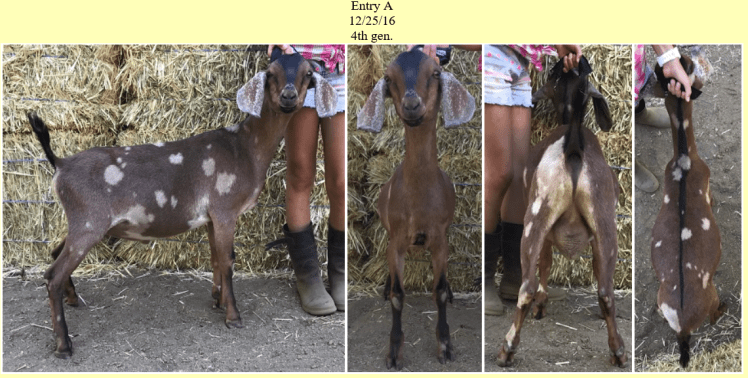 Blackberry's Jolly Ole St Nick