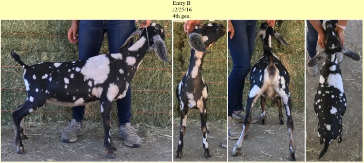 Blackberry's Snowflake Obsidian