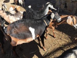 blue-oaks-piper-club