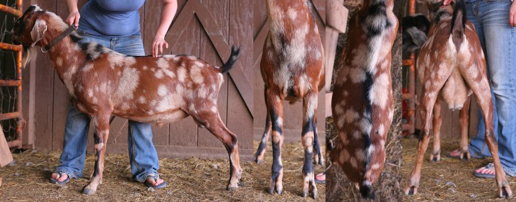 moon man 2017 v show pix