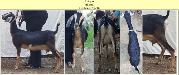 paternal-half-sister-blackberrys-mallory