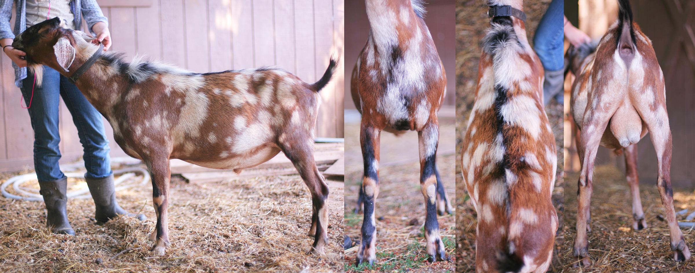 moon man 2018 v show pix(1) post