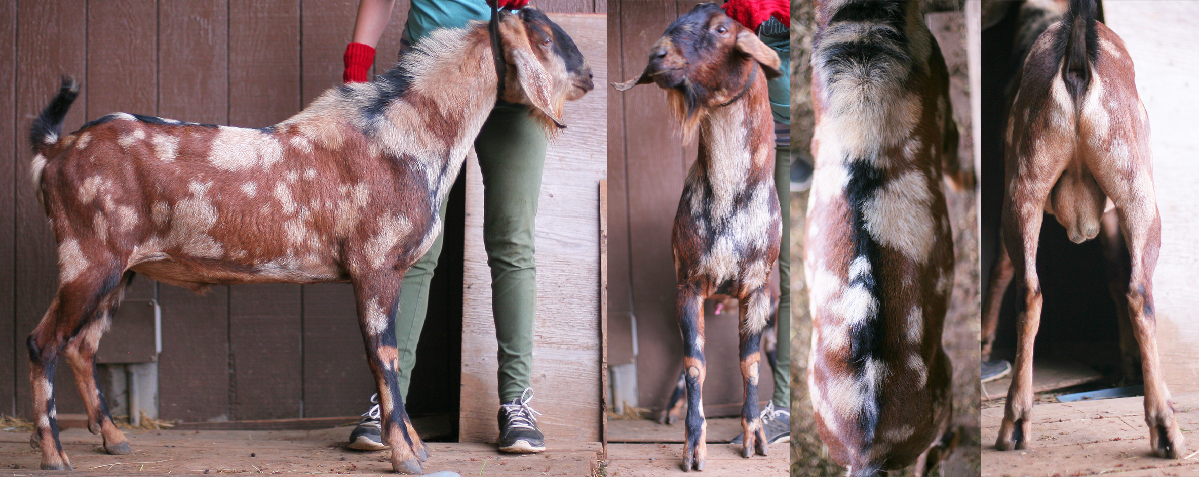 moon man 2018 v show pix, fall 2018 post