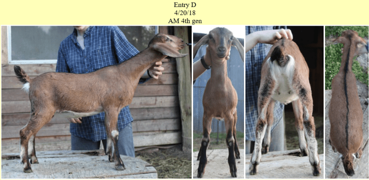 grace abounds liberty at calvary