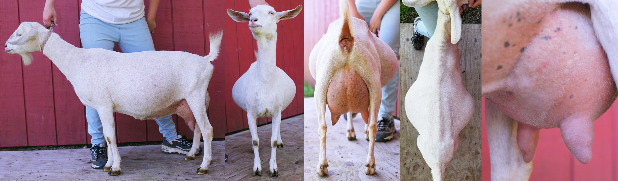 Bunny 3 yr old 3f, left teat injury, May 2021