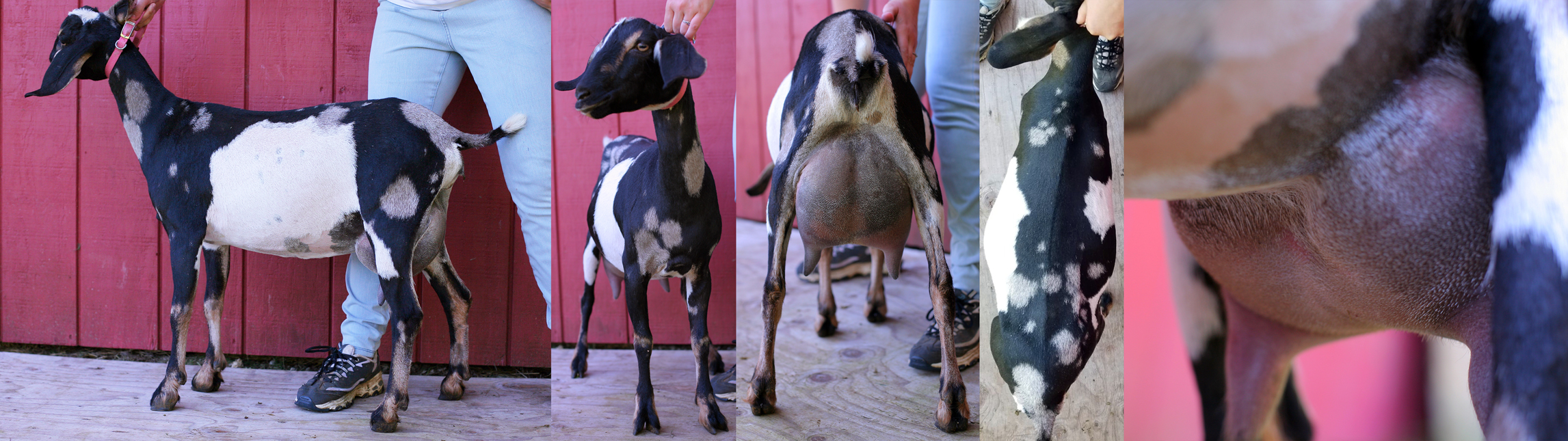 Marvel ff, 1 month fresh 1