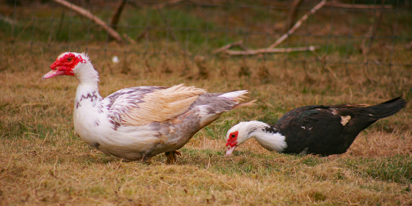 img_1954-1-1.jpg?w=365&h=365&